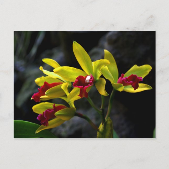 Carte Postale Orchidées (Devant)