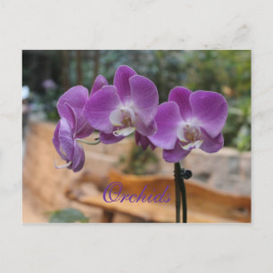 Carte Postale Orchidées # 11