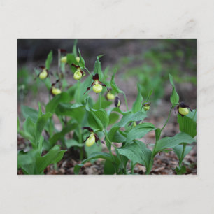Carte Postale Orchidées à laine (Cypripedium calceolus)