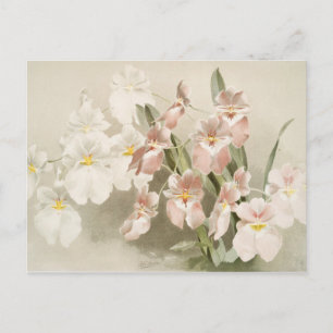 Carte Postale Orchidées blanches Fleur Vintage vieille illustrat