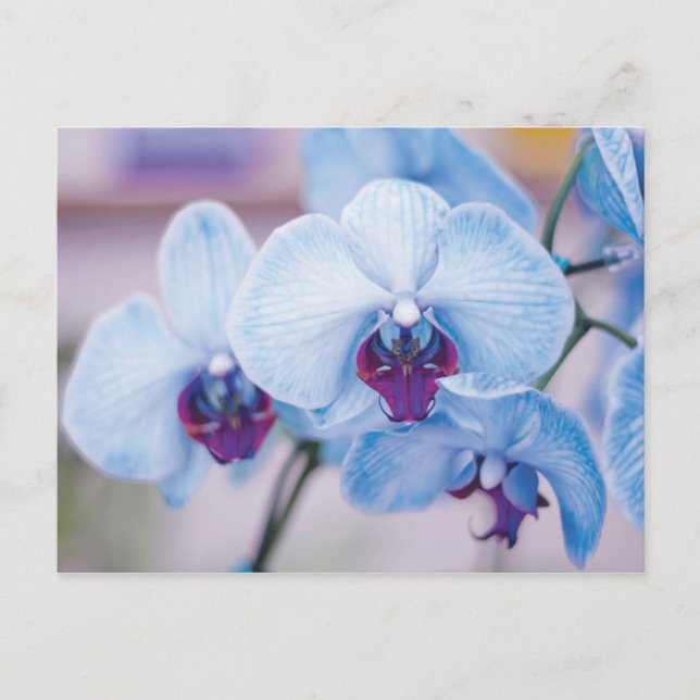 Carte Postale Orchidées bleues (Devant)