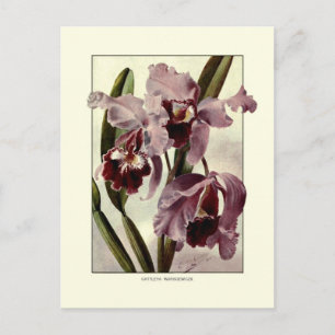Carte Postale Orchidées de Cattleya