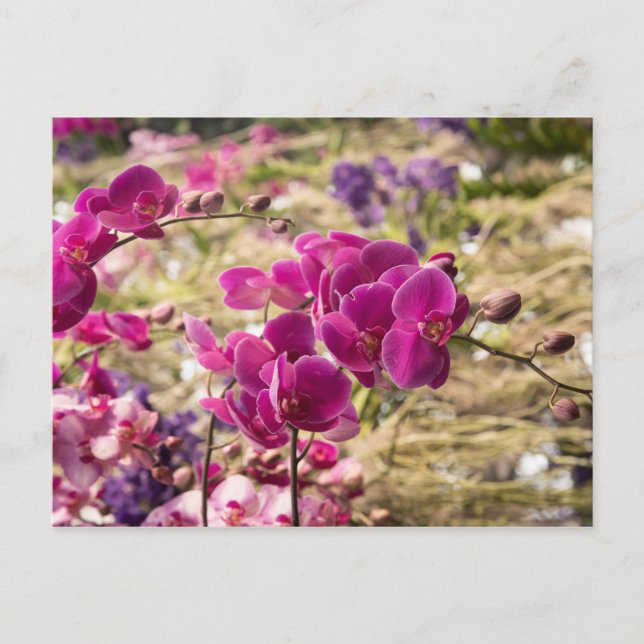 Carte Postale Orchidées de papillons roses (Devant)