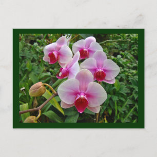 Carte Postale Orchidées de teigne rose - Phalaenopsis