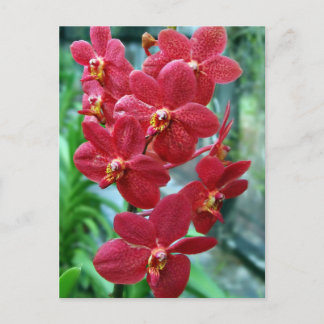 Carte Postale Orchidées de vanda rouge