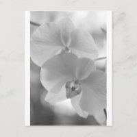 Orchidées noires et blanches