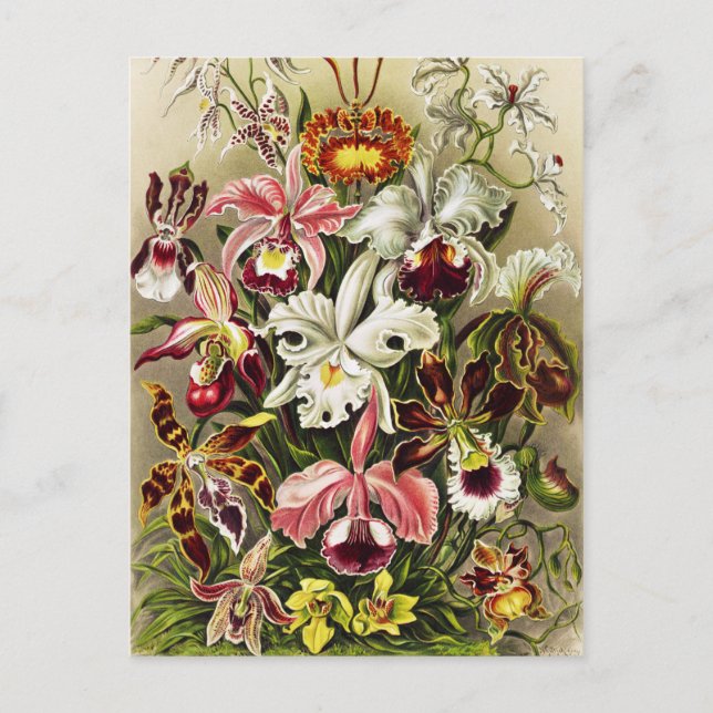 Carte Postale Orchidées, Orchidée Denusblumen Ernst Haeckel (Devant)