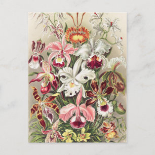 Carte Postale Orchidées, Orchidée Denusblumen par Ernst Haeckel