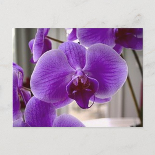 Carte Postale Orchidées pourpres (Devant)