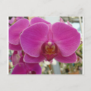 Carte Postale Orchidées rose chaud