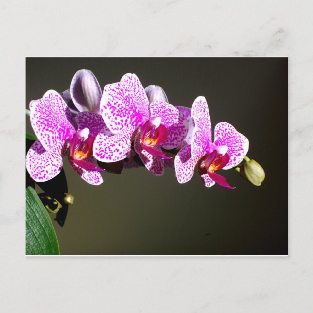 Carte Postale Orchidées roses (Devant)