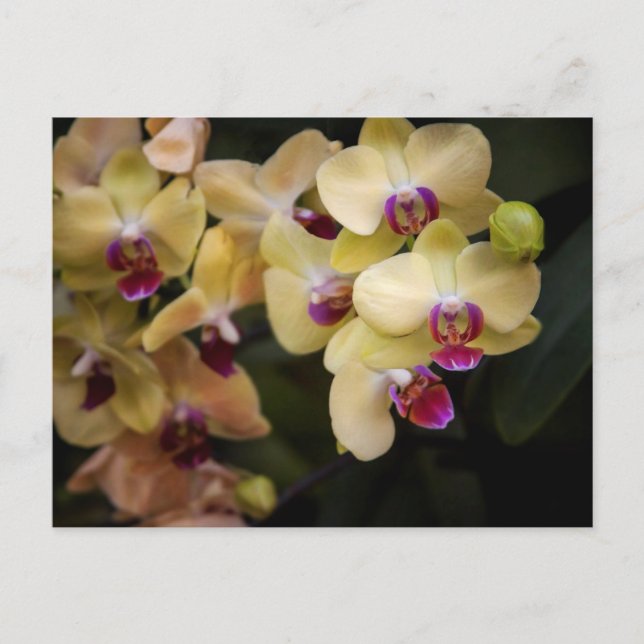 Carte Postale Orchidées roses et jaunes (Devant)