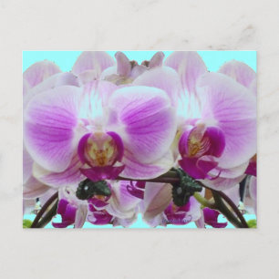 Carte Postale Orchidées violettes