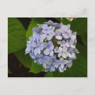 Carte Postale Ordensie