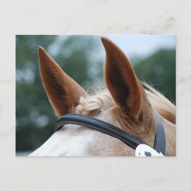 Carte Postale oreilles de cheval (Devant)