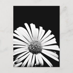 Carte postale orfèvre Doronicum (noir et blanc)