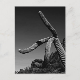 Carte Postale Organ Pipe Park, Saguaro Cactus Art Photographie