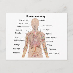 Carte Postale Organes internes Anatomie du corps humain