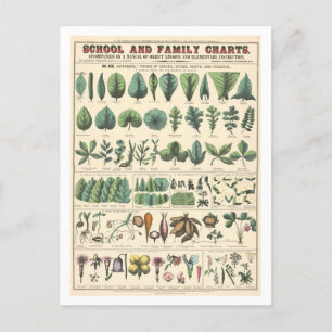 Carte Postale Organigramme pédagogique pour Feuilles, Fleurs