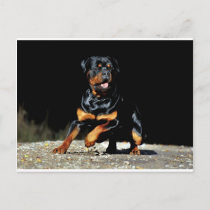 Carte postale originale Rottweiler