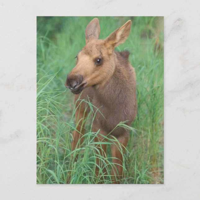 Carte Postale orignal, Alces alces, peuplements de nouveau-nés (Devant)