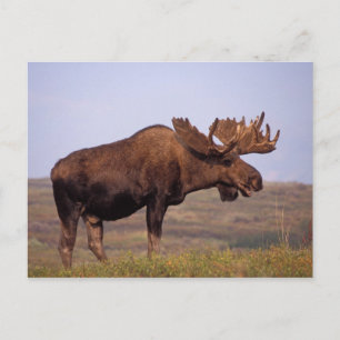 Carte Postale orignal, Alces alces, taureau avec grands bois