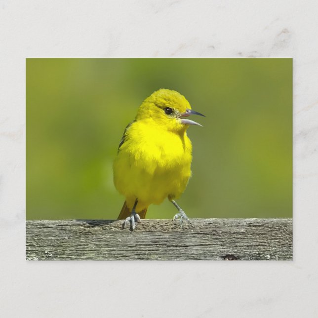 Carte Postale Oriole des vergers - Photographie originale (Devant)