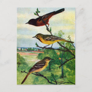 Carte Postale Orioles du verger Peinture Vintage