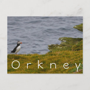 Carte postale Orkney Puffin
