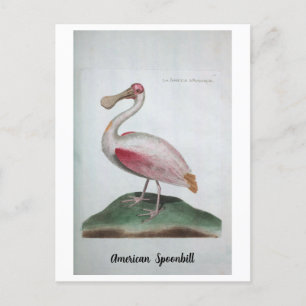 Carte Postale Ornithologie - Spatule américaine