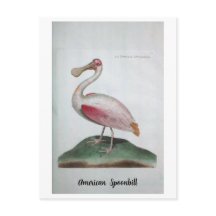 Ornithologie - Spatule américaine