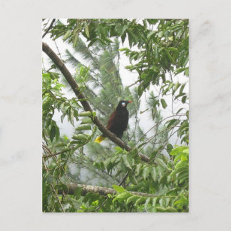 Carte Postale Oropendola de Montezuma