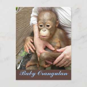 Carte Postale Orphan Baby Orangutan