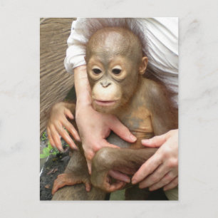 Carte Postale Orphelins Animaux