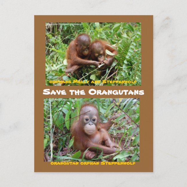 Carte Postale Orphelins d'Orangutan à l'île de Bornéo OFI (Devant)
