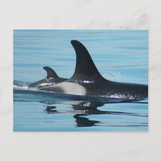 Carte Postale Orque de maman et de bébé