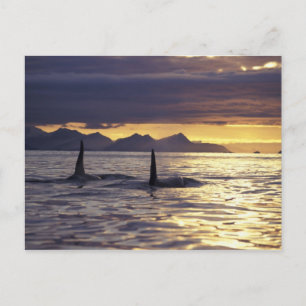 Carte Postale Orque ou épaulard