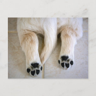 Carte Postale Orteils de marionnettes Golden Retriever