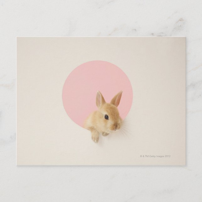 Carte Postale Oryctolagus cuniculus 3 (Devant)