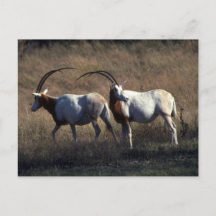 Carte Postale Oryx à cornes scimitaires