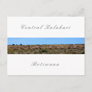 Carte Postale Oryx Botswana Animaux Savane Paysage Kalahari