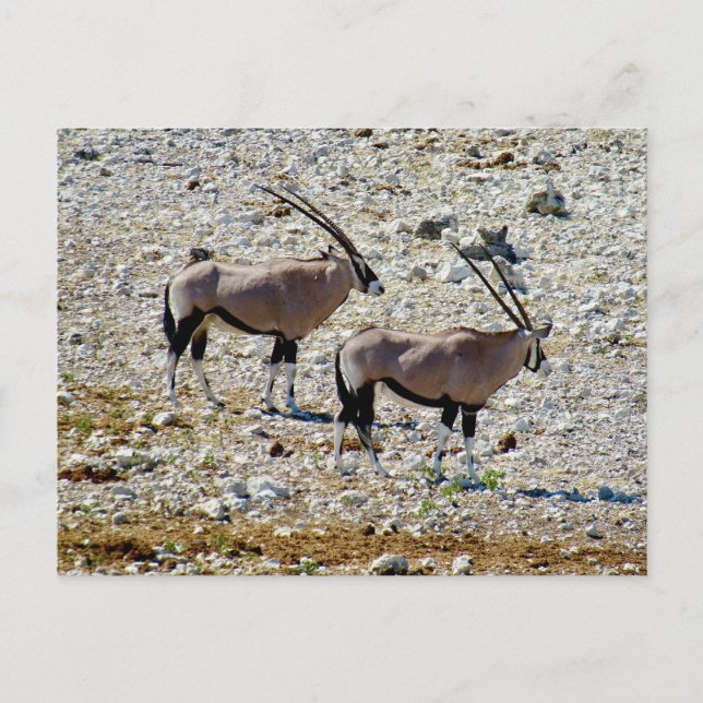 Carte Postale oryx etosha (Devant)
