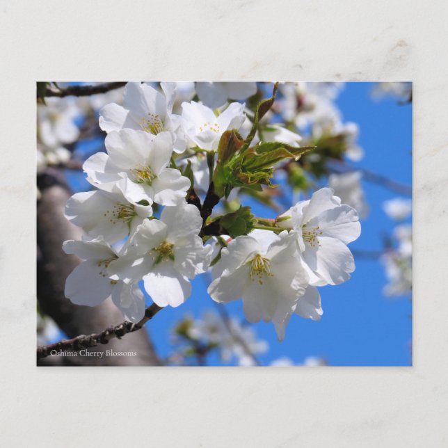 Carte Postale Oshima Cherry Blossoms [Carte postale] (Devant)
