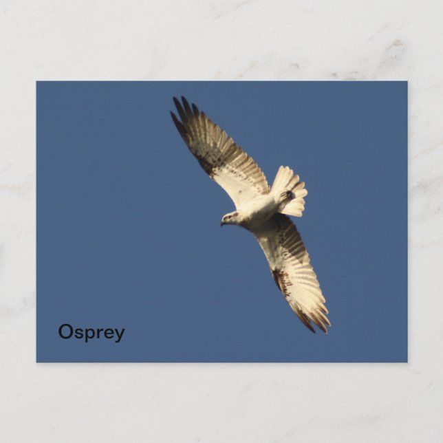 Carte postale Osprey (Devant)