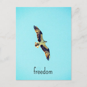 Carte Postale Osprey