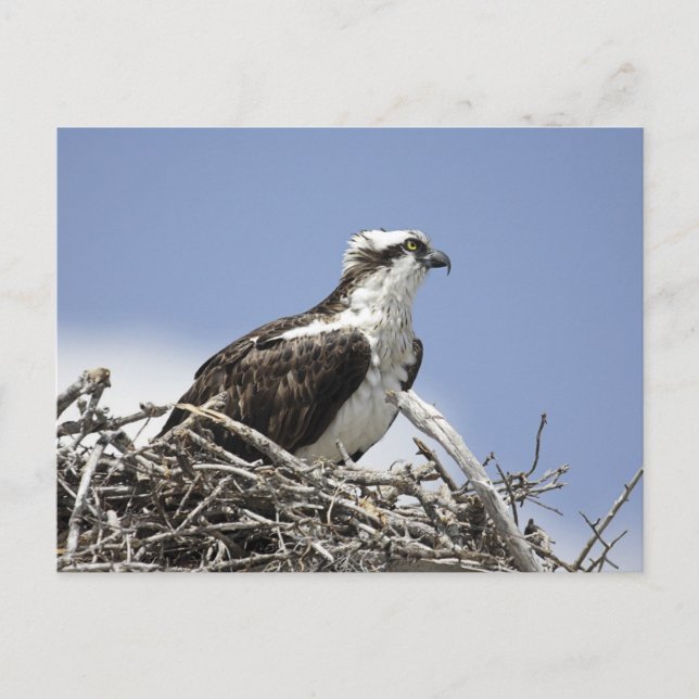 Carte Postale Osprey (Devant)