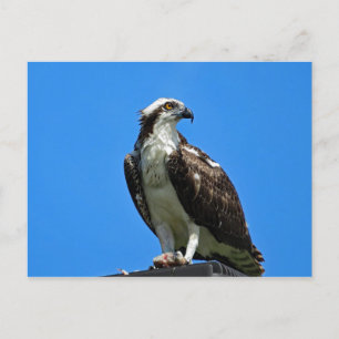 Carte postale Osprey