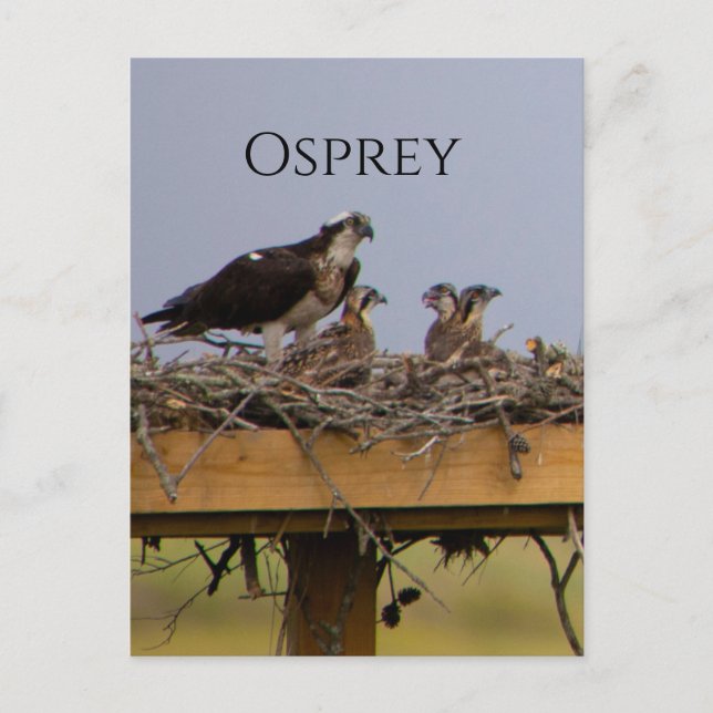 Carte postale Osprey Bird Nest (Devant)