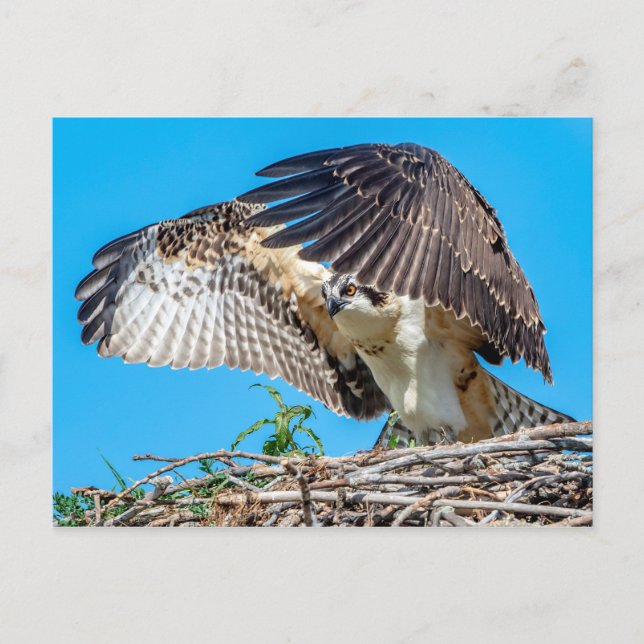 Carte Postale Osprey juvénile dans le nid (Devant)