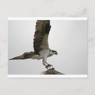 Carte Postale Osprey Landing